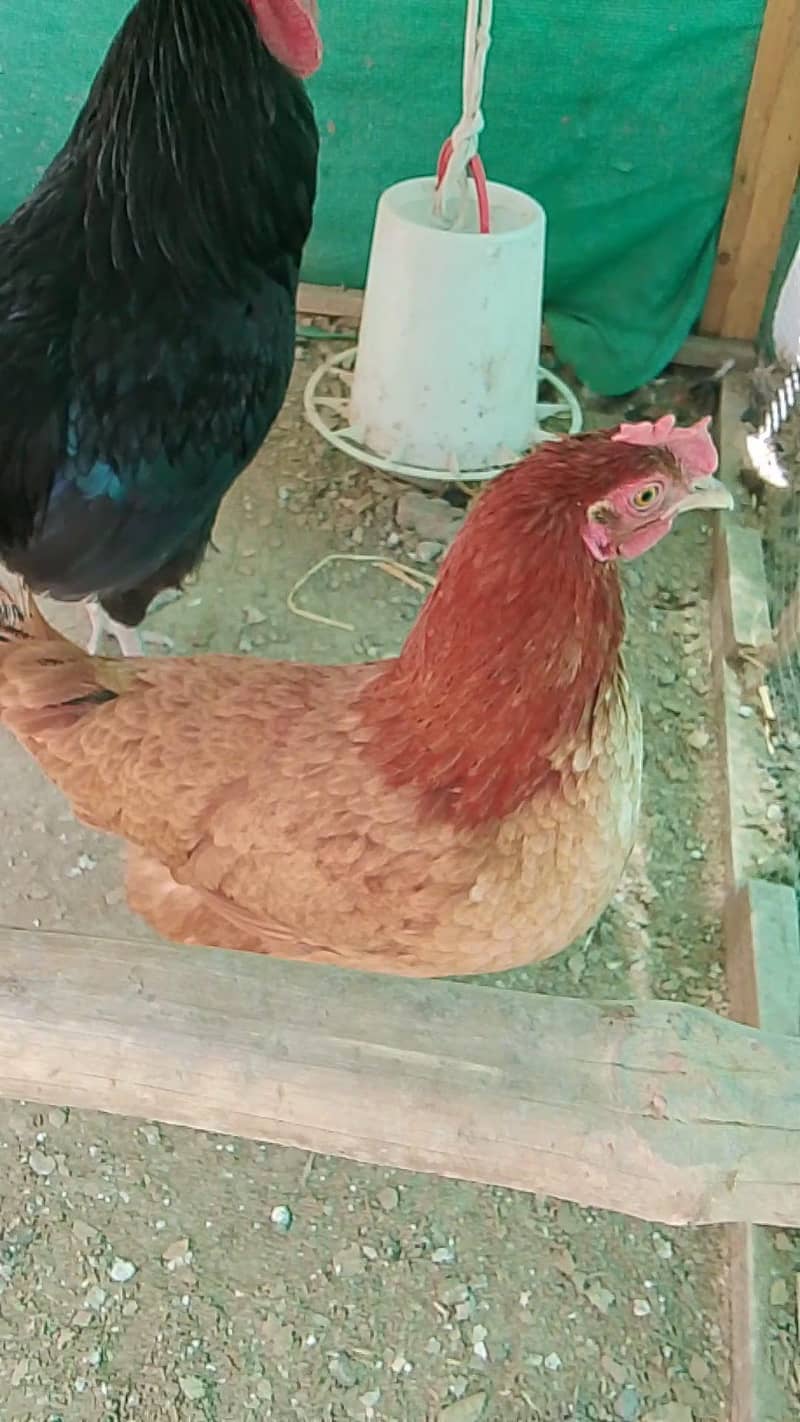 Brooder for chicks. Complete chick brooder. 2