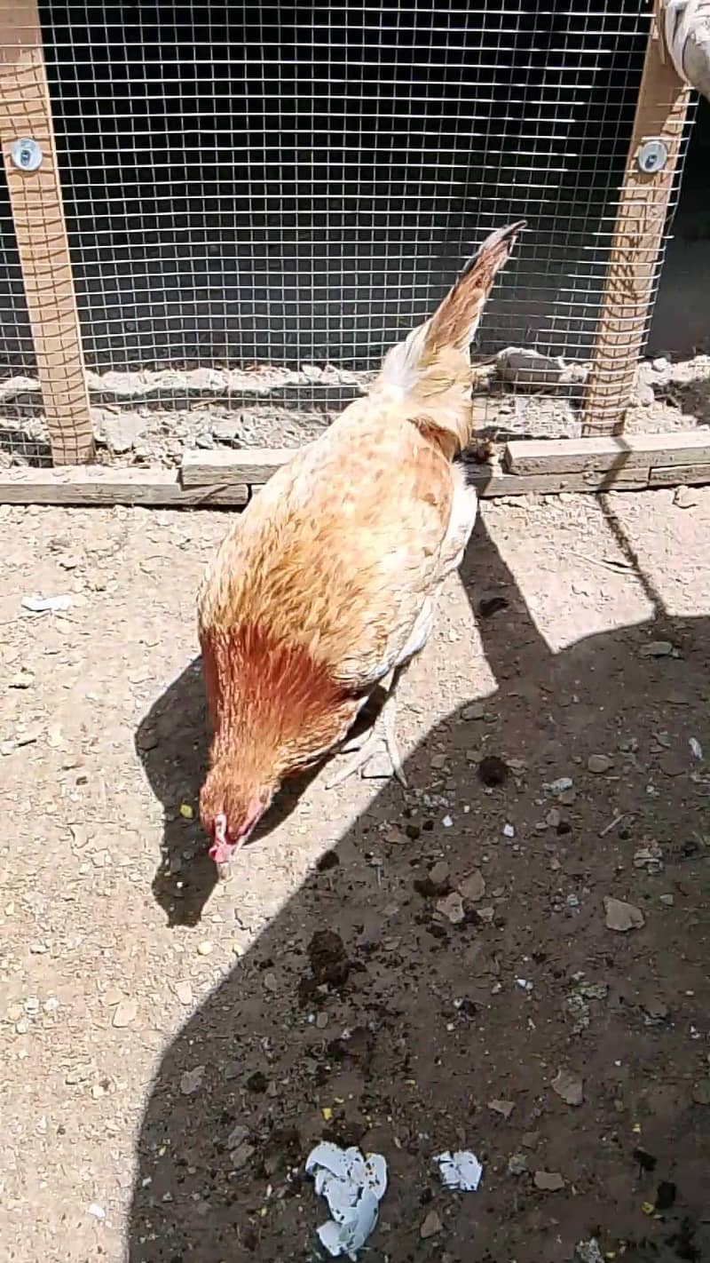 Brooder for chicks. Complete chick brooder. 3