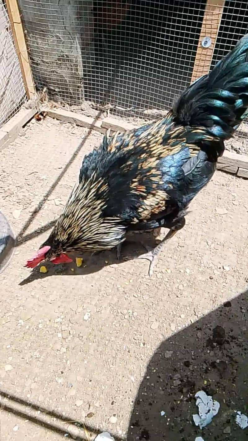 Brooder for chicks. Complete chick brooder. 4