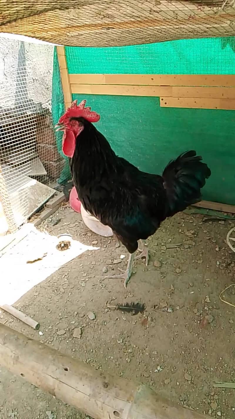 Brooder for chicks. Complete chick brooder. 5