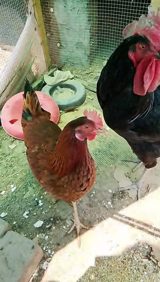 Brooder for chicks. Complete chick brooder. 6