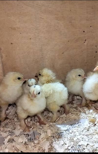 white heavy buff chicks