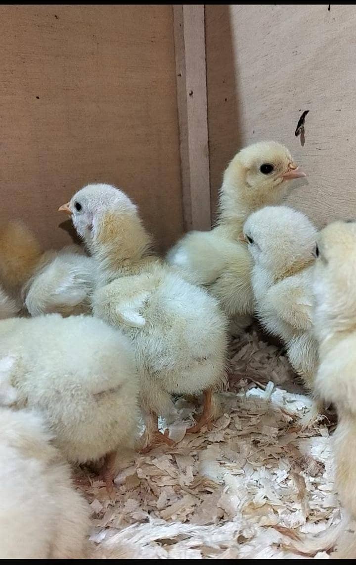 white heavy buff chicks 1