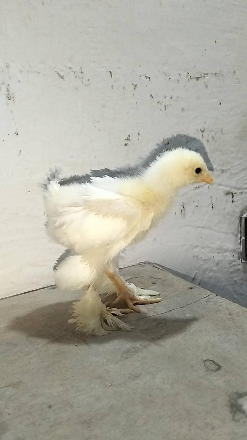 white heavy buff chicks 2