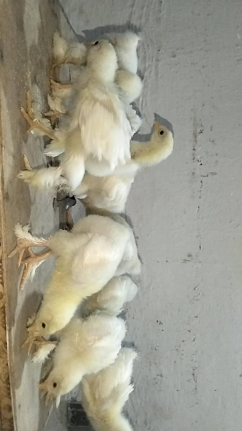 white heavy buff chicks 3