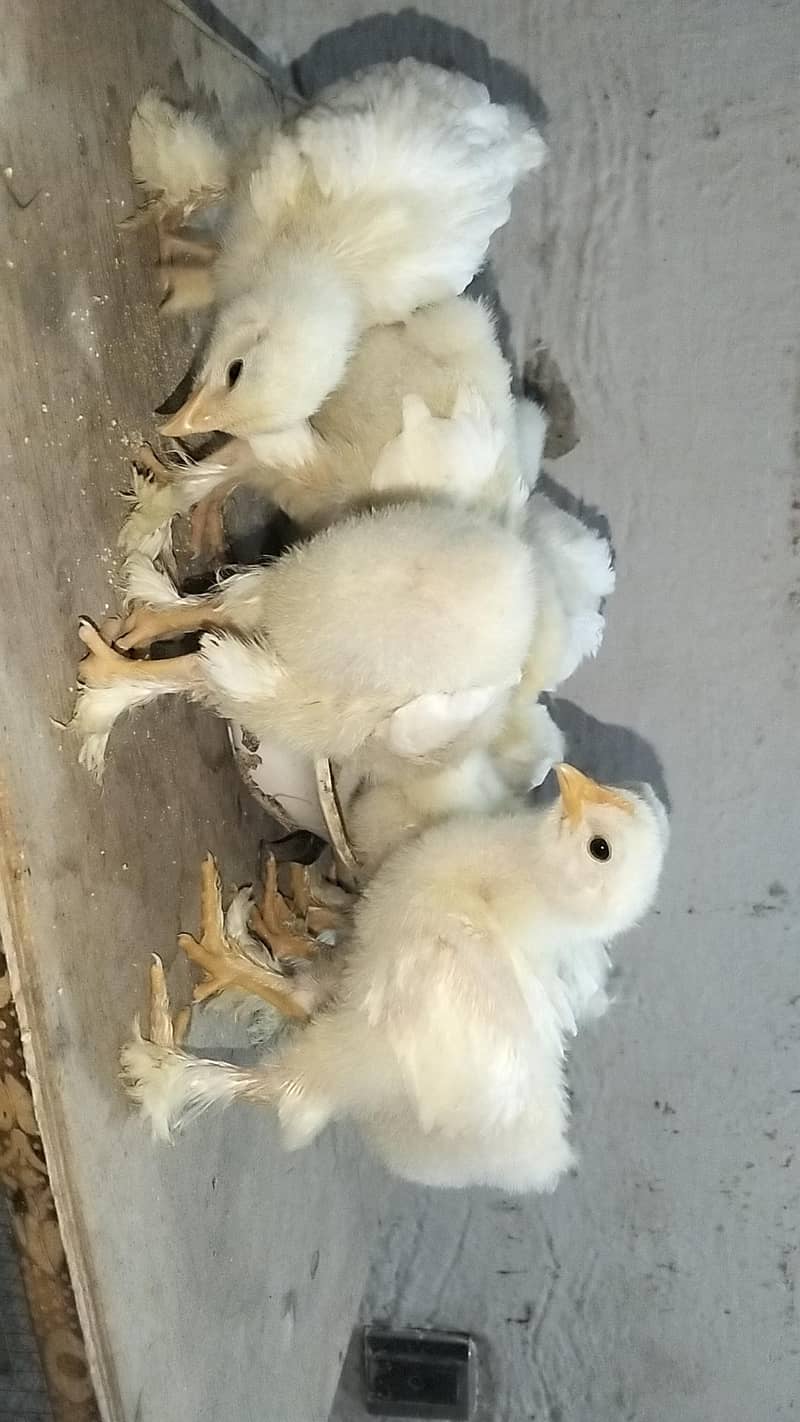white heavy buff chicks 4