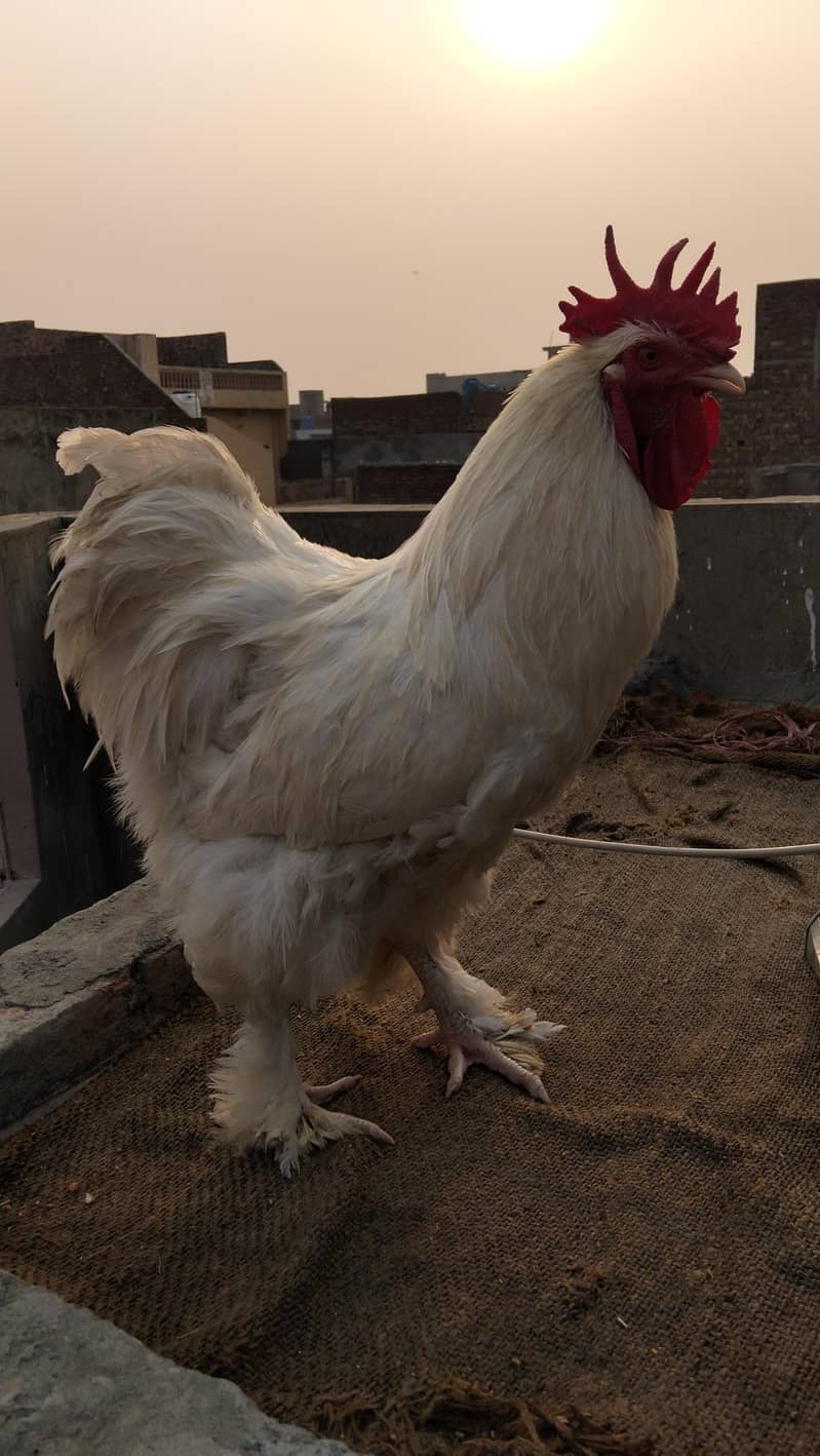 white heavy buff chicks 5