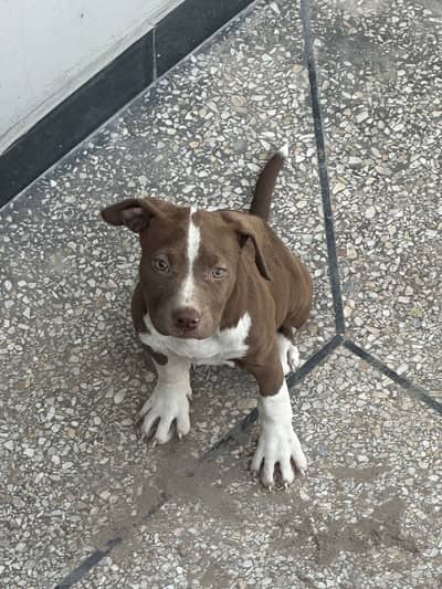 American Pitbull Female Pup