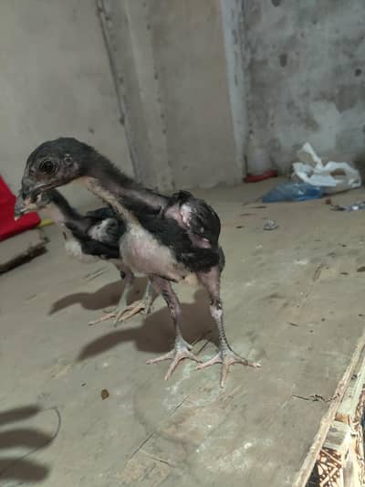 pure pokoya/trat chicks