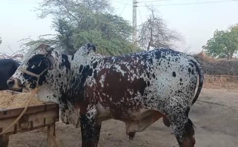 Qurbani ky Janwar