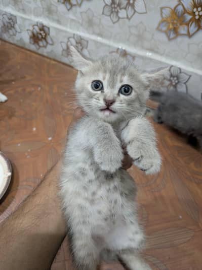 Best Kittens