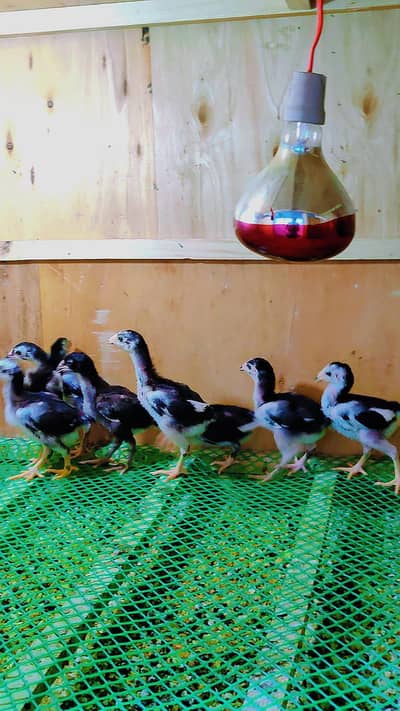 thai aseel Chicks