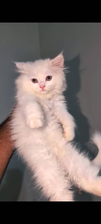 Persian kittens for sale