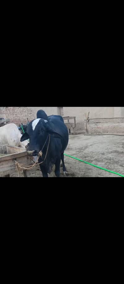 qurbani ky Janwar
