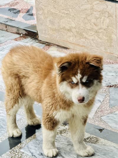 Husky dog