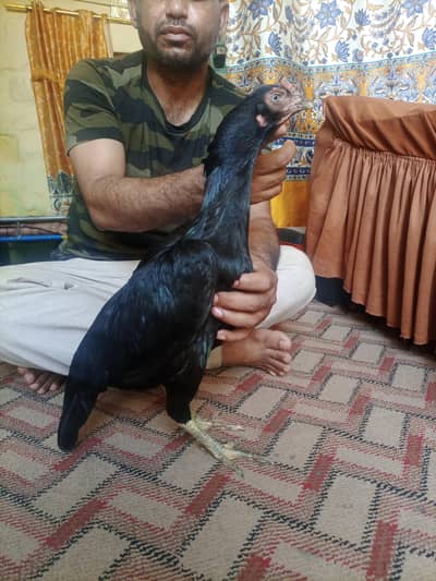 pure maiwali Kali