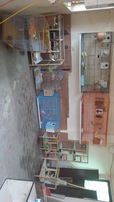 Love Birds with cage , Budgies parrots with cage , Doves with Cages