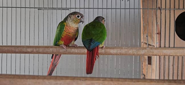 Green cheek conure 1 Breeder pair and 1 ready to breed pair