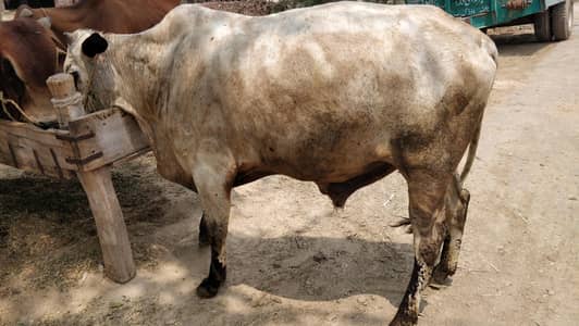 Heavy Healthy Sahiwal Cross Bull for Sale | Qurbani & Farming Bull