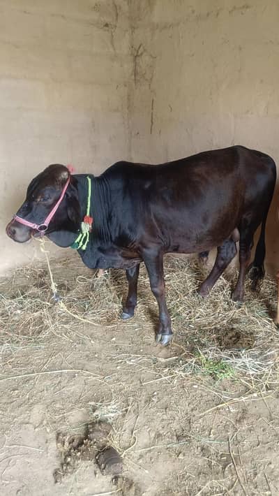 desi Bail for sale