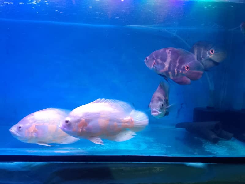 Oscar fish 1