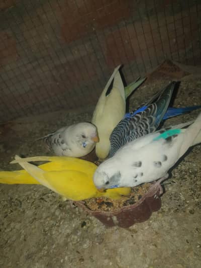 2 pair ak female red eyes barider pair  ak male