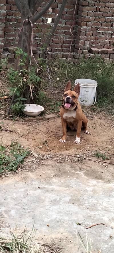 pitbull female for sale 03335823124