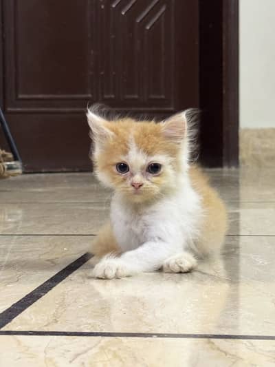 Beautiful Triple-Coated Persian Cats for Sale! 