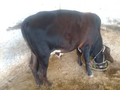 Qurbani wacha for sale,gar ka pala huwa, 0313-9100877
