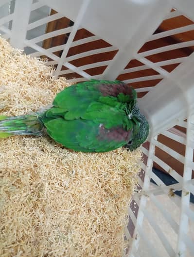Alexander Raw Parrot chick