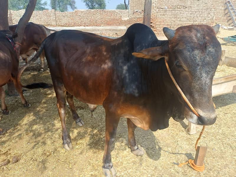 قربانی کے لئے دونوں بیل فار سیل ہے 0