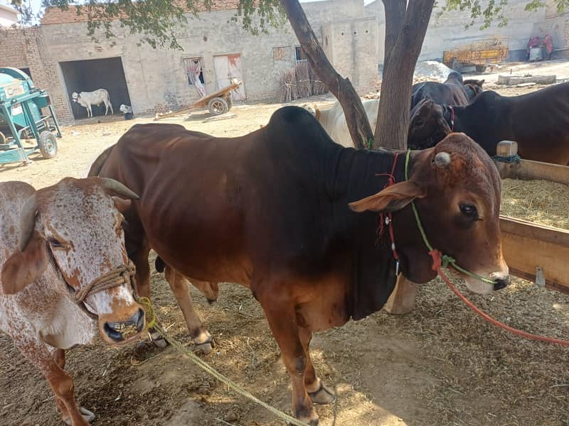 قربانی کے لئے دونوں بیل فار سیل ہے 1