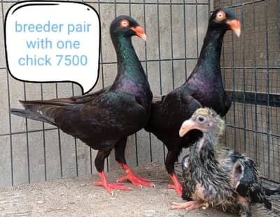 fancy pigeon | kabutar| Jacobin|  frillback saddle | amarican fantail|