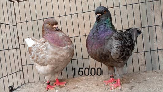 fancy pigeons/swallow/fantail/Jacobin/frillback/lahori sherazi/norwich