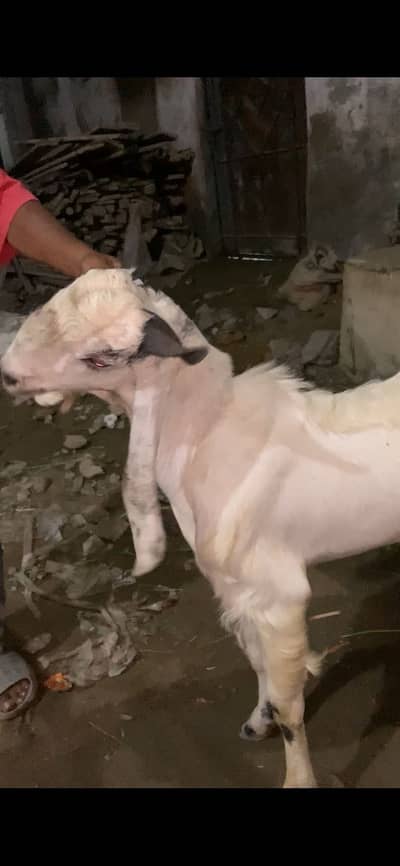 Pakka kheera bakra