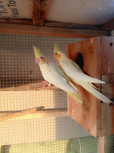 cocktail healthy females for sale