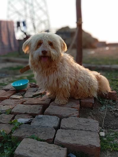 adult dog for sales