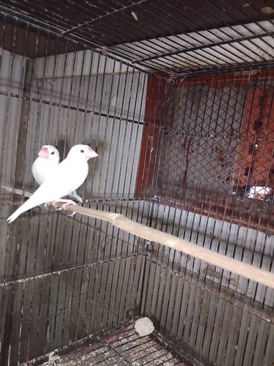 white jawa breeder pair