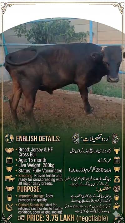 Bull for sale |Jersey & HF Cross Bull | Qurbani 2026