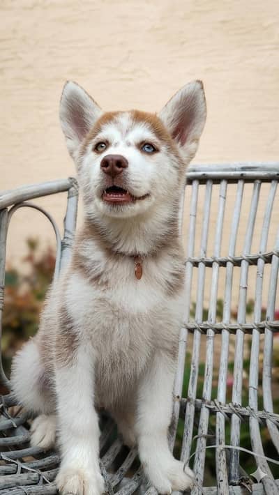 Siberian husky female pup available for sale.