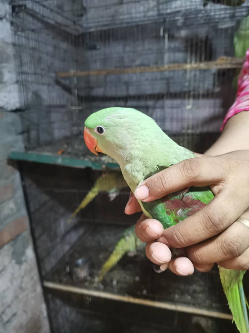 raw parrot 0