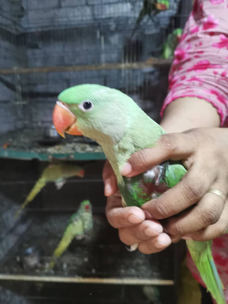 raw parrot 1