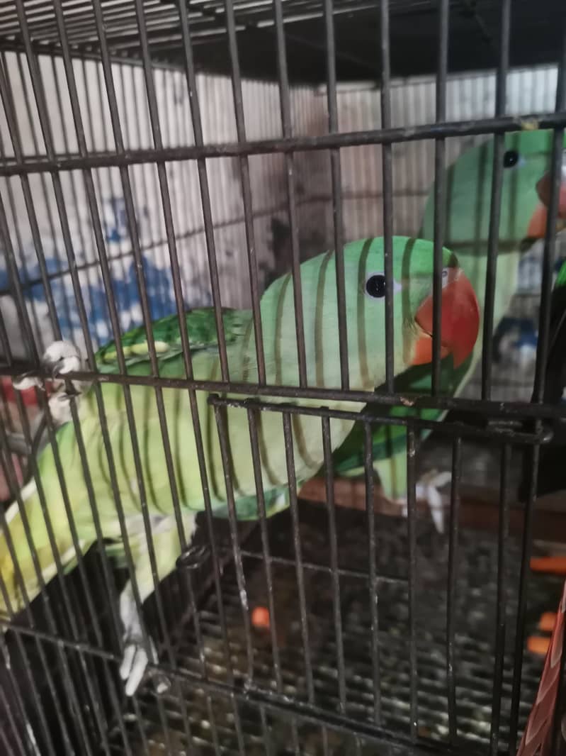 raw parrot 2