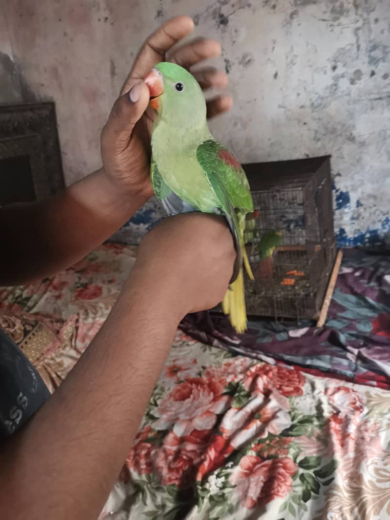 raw parrot 3