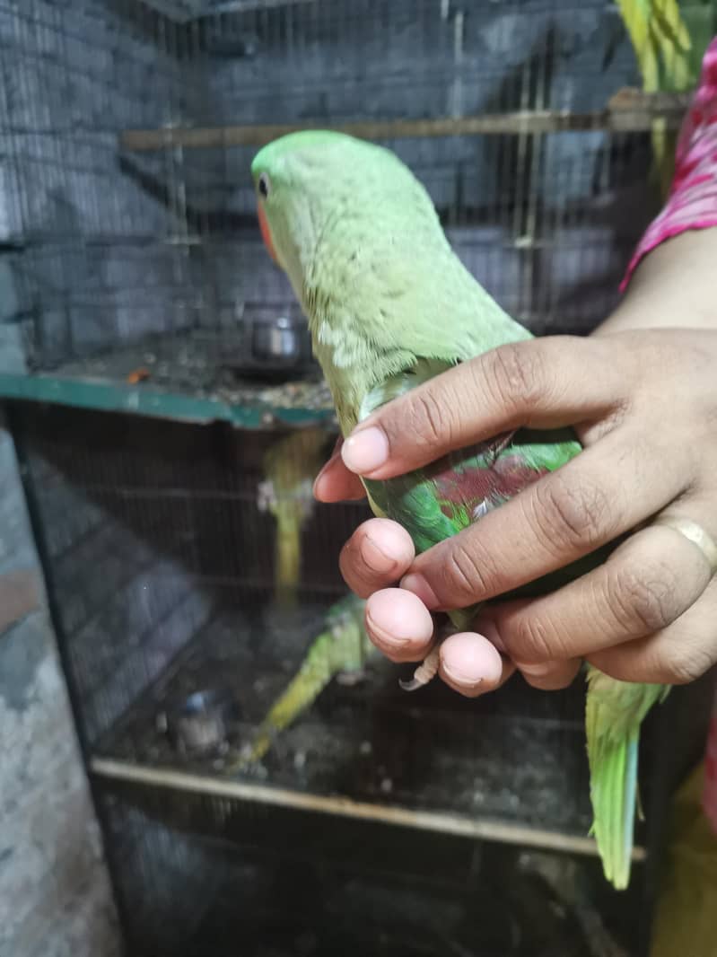 raw parrot 4