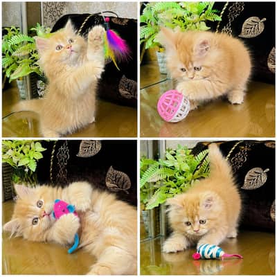 Persian Kittens | Triple Coated | Fluffy Kittens | For Sale | COD Ava
