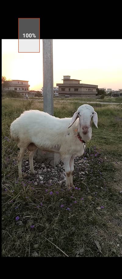 Talagang Breed Dumba for sale