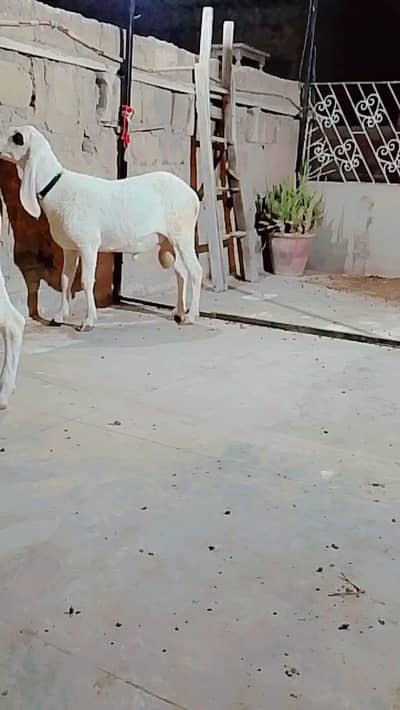 Dumbaa For Sale