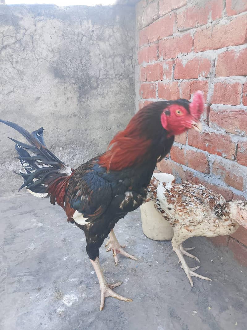 Aseel Pair 4