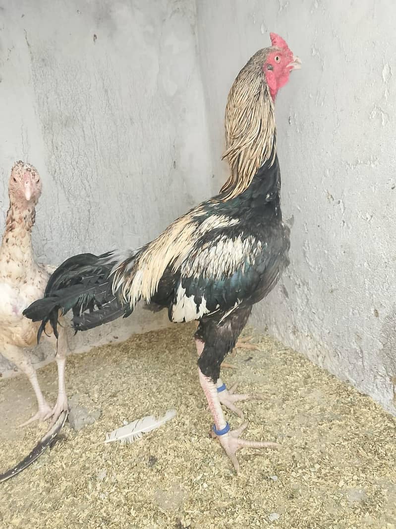 Aseel Pair 5